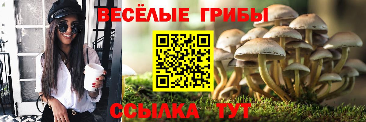 Дюртюли  Галлюциногенные грибы Psilocybe  Вход с VPN 